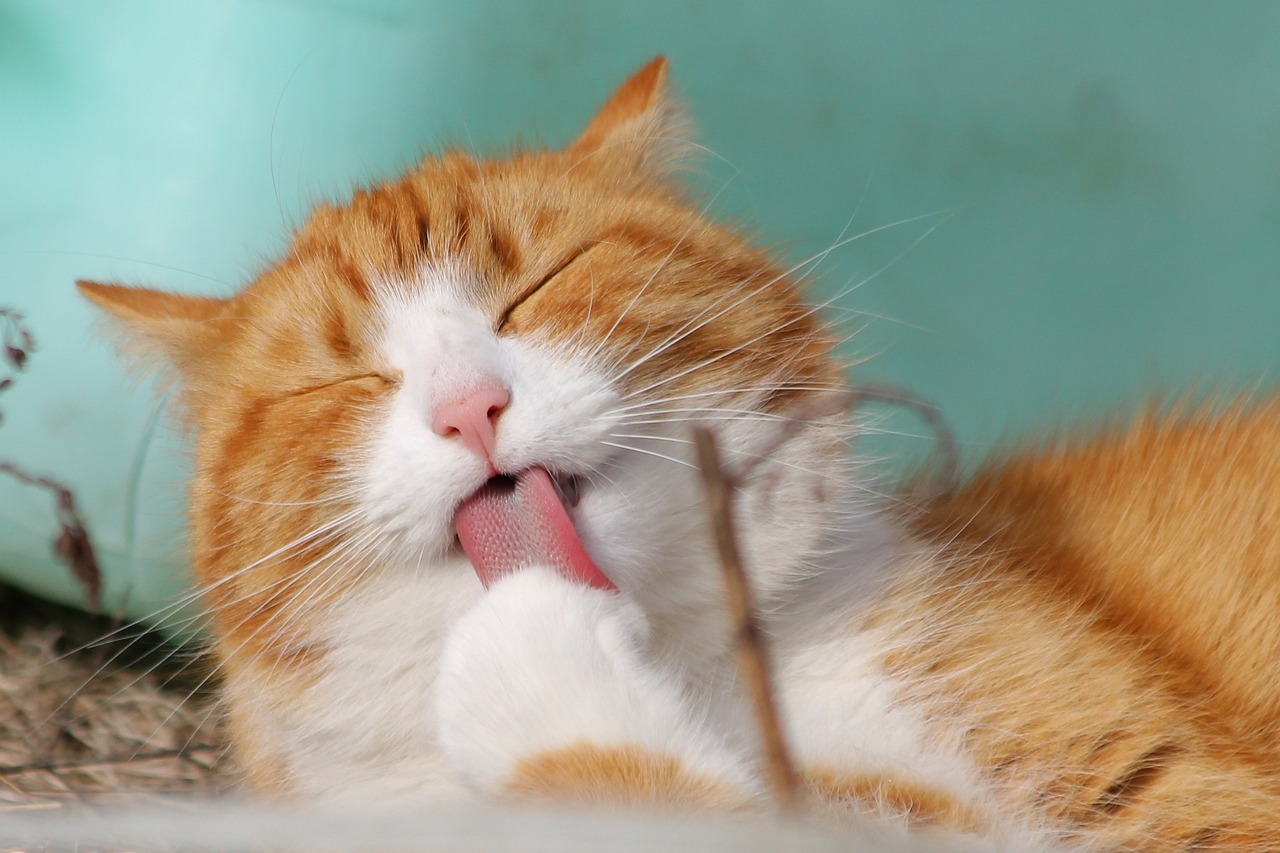 고양이 알레르기