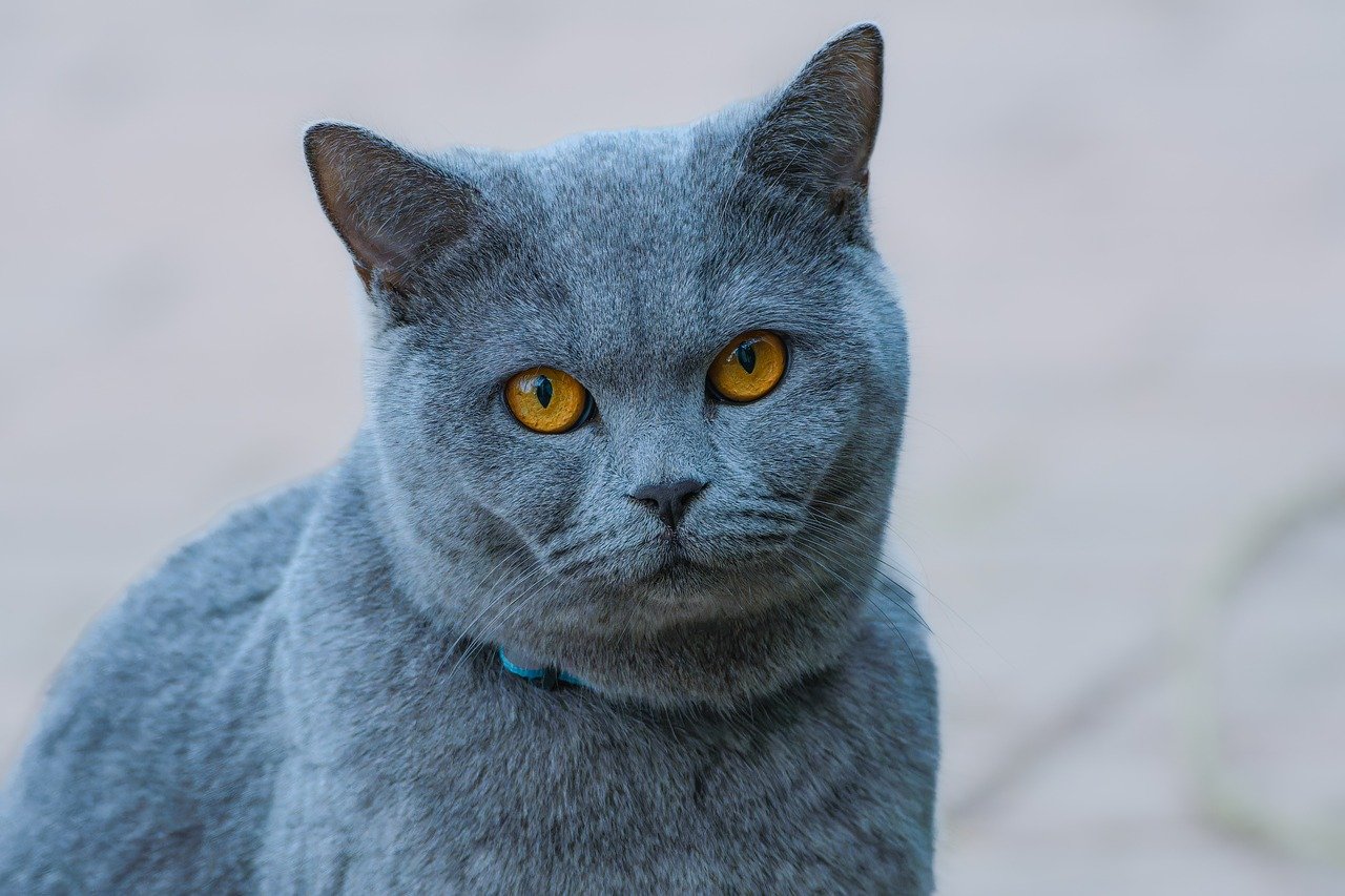 고양이 화장실 훈련