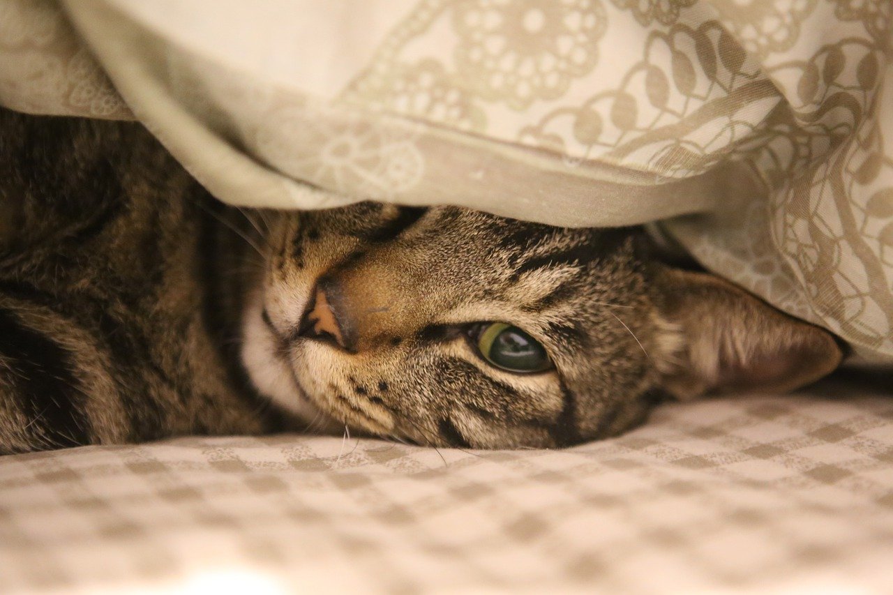 고양이 결막염 치료