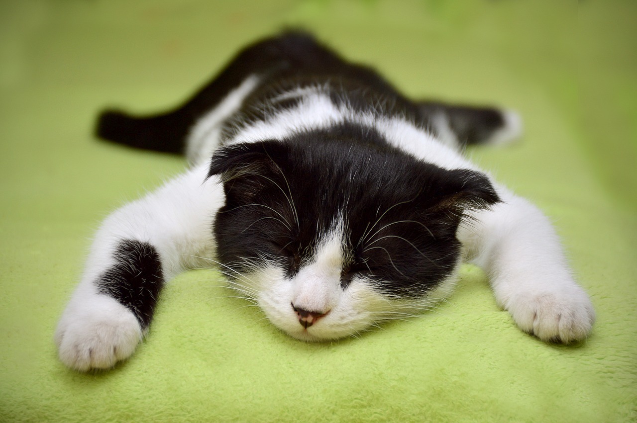 고양이 품종별 성격