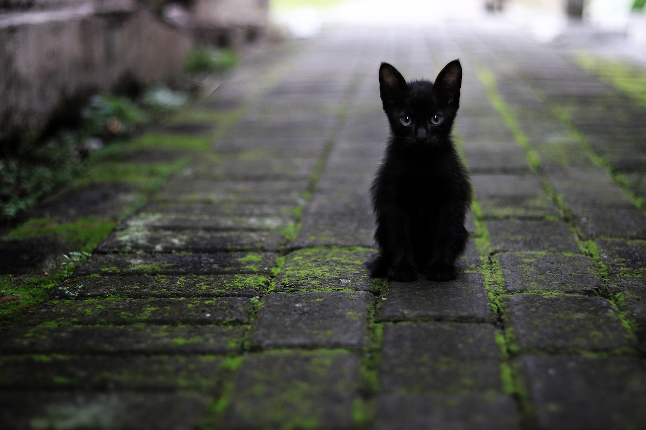 고양이 털 관리