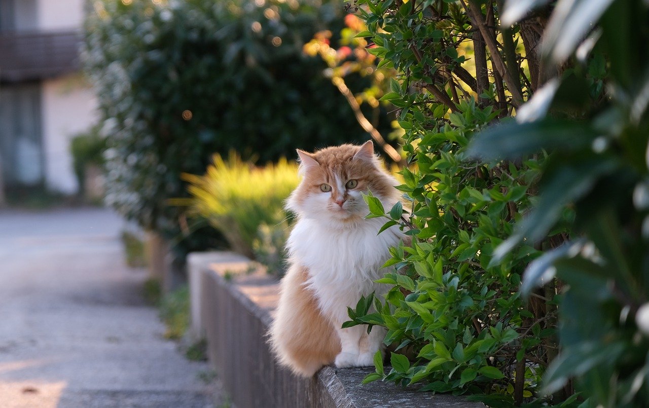 고양이 털 관리